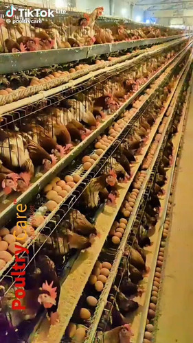 XFwBOLYh iNpLH7d.jpg