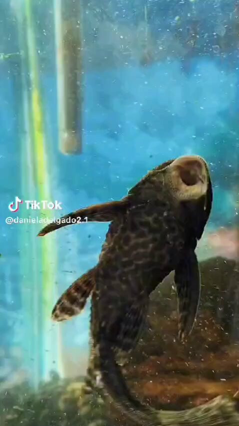 y7HxlMcjmVK8 Puy.jpg