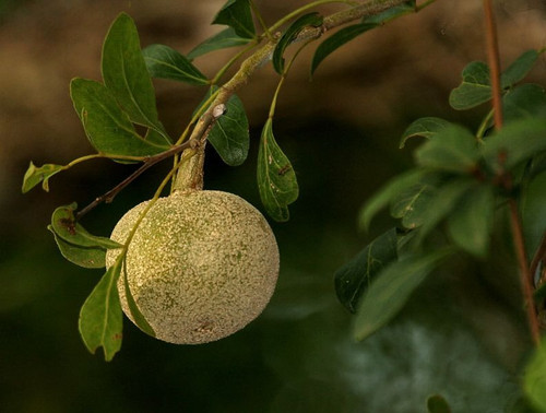 wood apple.jpg