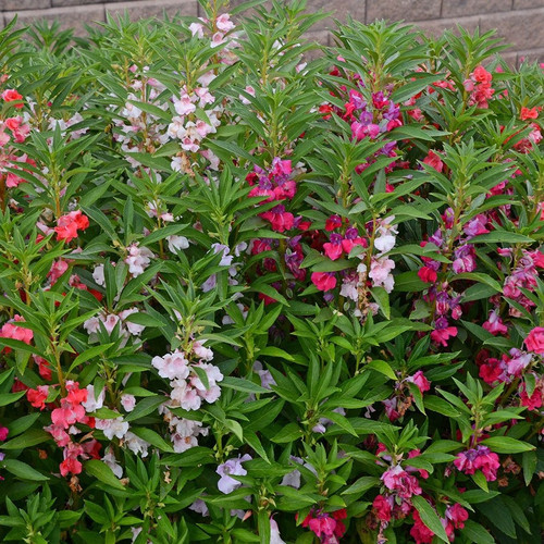 balsam flower seeds (1).jpg