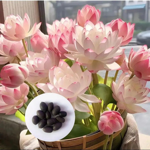 Lotus Seeds for Hydroponics, Indoor Potted Plants, Easy Care Greenery.jpg