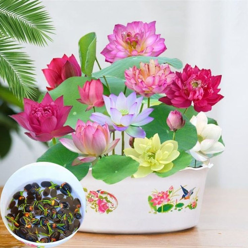 Hot New Releases in Garden on Amazon.jpg