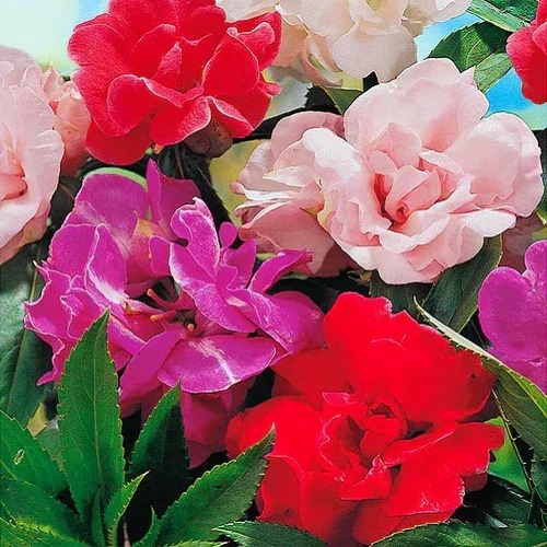 balsamine rose flower seeds.jpg