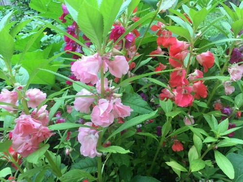 118 balsam double mix hybrid flo.jpg