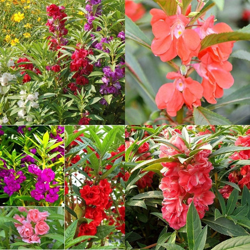 55 balsam double mixed flower se.jpg