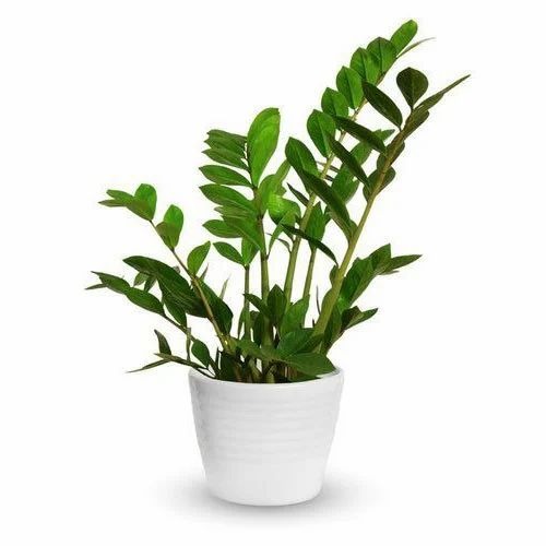 zz plant 500x500.jpg