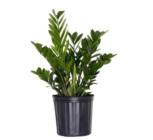 il fullxfull.6510485036 l0rx.jpg