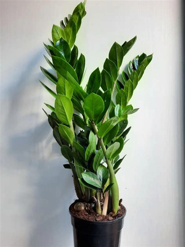 59db59ba a6af 4204 b1bb 278bf456.jpg