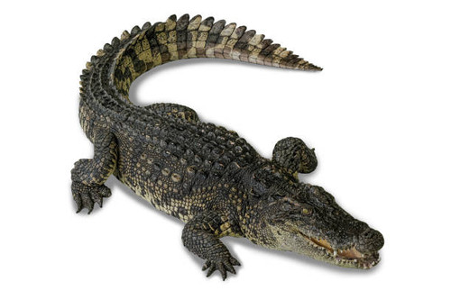 Wildlife crocodile isolated on white background with clipping path, American Alligator in front of a.jpg