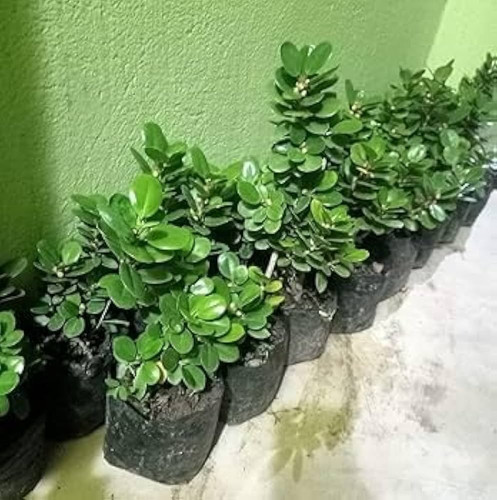 41AAXKq0QxL. UF1000,1000 QL80.jpg