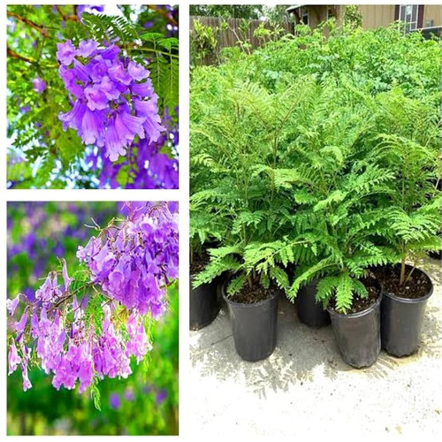 71NNf XOwfL. UF1000,1000 QL80.jpg