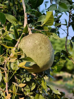 online plant bazar thai wood app.jpg
