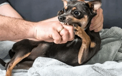 Stop Dog Biting Owners – Expert Solutions in Victoria, BC.gif
