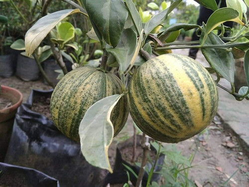 online plant bazar variegated ma (1).jpg