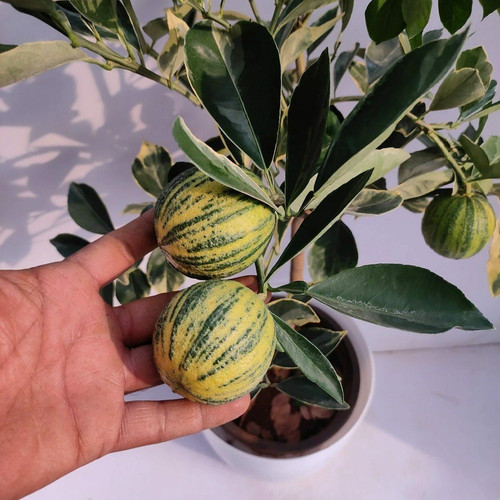 online plant bazar variegated ma.jpg