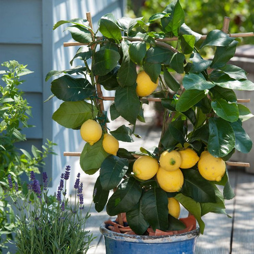 Garden State Bulb 1 Count Green Fruit Meyer Lemon In pot (with soil) ECS 21 01 01.jpg