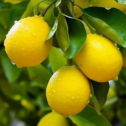 grafted lemon plant 500x500.jpg
