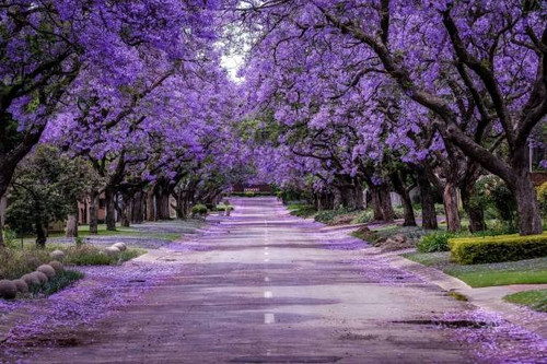 jacaranda tree in full bloom.jpg