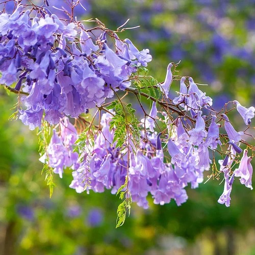 jacaranda 4 500x500.jpg