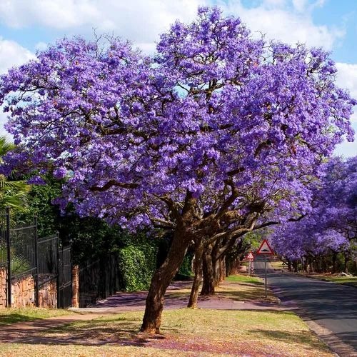 jacaranda 3 500x500.jpg