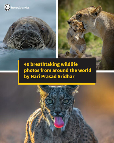 wildlife photographs animals.jpg