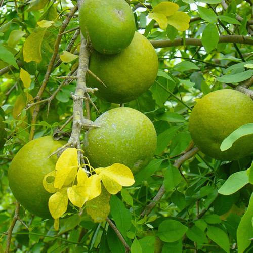 baelvilvam aeglemarmelos fruitli.jpg