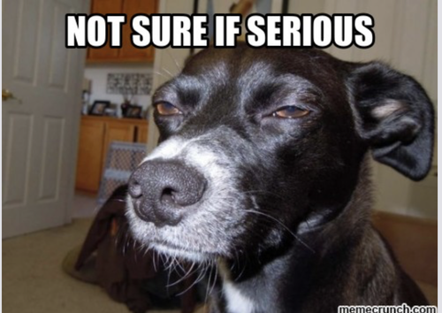 Not Sure if serious dog Screenshot 2025 06 29 at 12.53.14.png