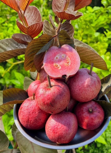 no annual yes guava plant medium.jpg