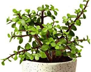 yes perennial yes zed 1 gamle wa.jpg