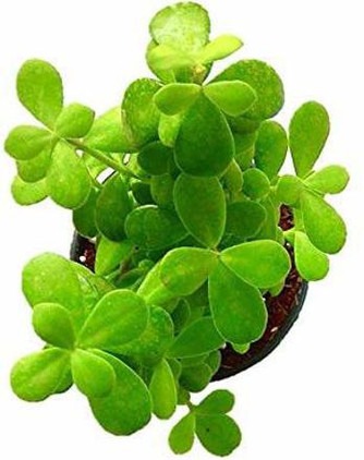 jade plant 1 greenursery origina.jpg