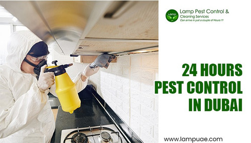 24 hours pest control in Dubai.jpg