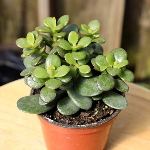 no perennial yes jade plant 1 ba.jpg