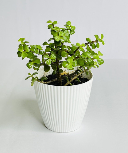 no perennial yes jade plant medi.jpg
