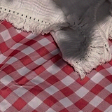 eli picnic 1