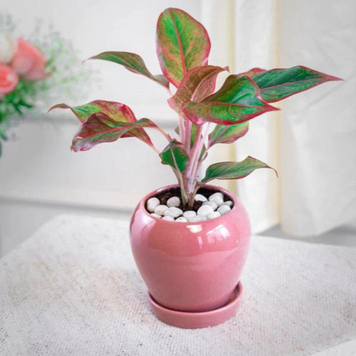 aglaonema lipstick chinese everg.jpg
