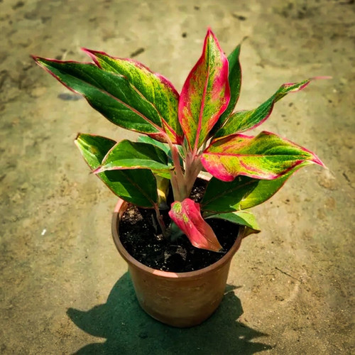 aglonema lipstick plant.jpg