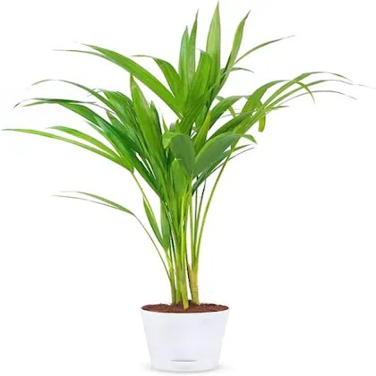 cloud farm live rare areca palm.jpg