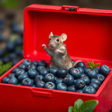 www.naked-ai.art - A red box of blue berries with a rat dancing inside