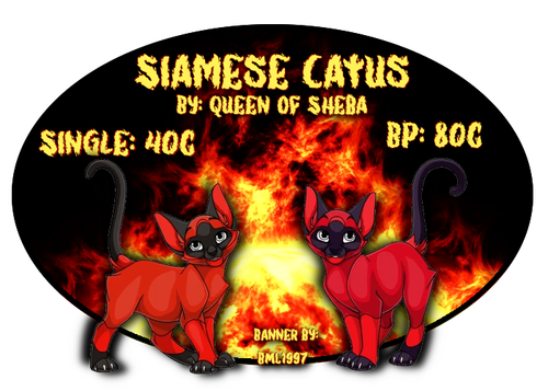 siamese catus.png