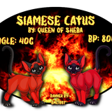 siamese catus