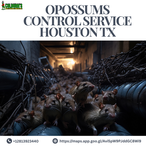 Professional Opossum Control Service in Houston, TX.png
