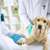 Comprehensive Animal Medical Services Victoria Pet Care.gif