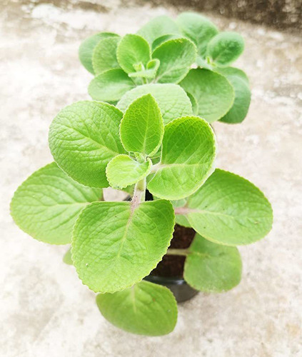 no annual yes ajwain live herbal.jpg