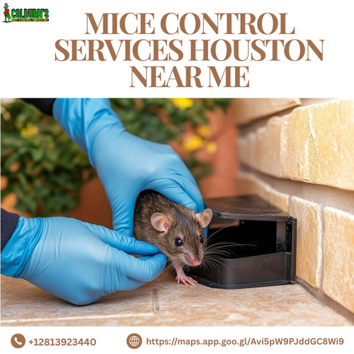 Top Mice Control Services Houston Near Me – Safe & Reliable Rodent Removal.png