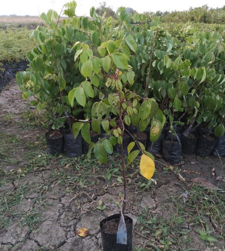 star fruit grafted.jpg