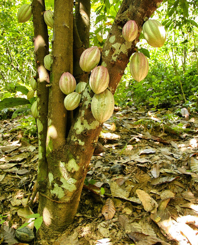 A beautiful shot of cocoa plantations with green leaves in a jungle.jpg