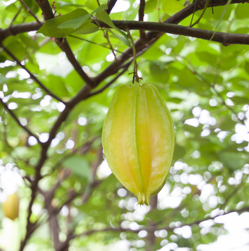 vecteezy star apple fruit or carambola on the tree in the garden on 11834177.jpg