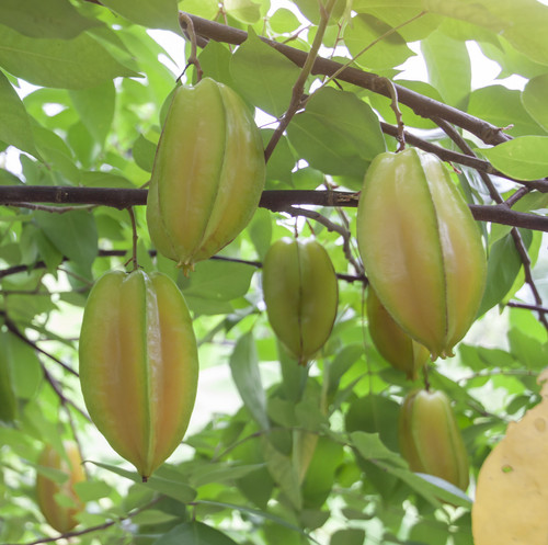 vecteezy star apple fruit or carambola on the tree in the garden on 11894195.jpg