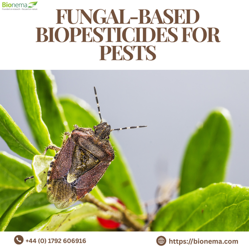 Fungal-Based Biopesticides for Effective Pest Control.png