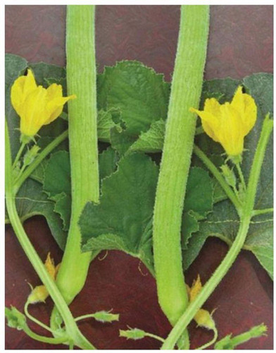 120 hbyd long melon pr244 goroot.jpg